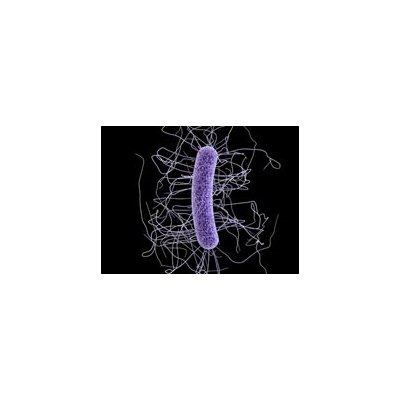 Biologists have found what helps dangerous bacteria to spread